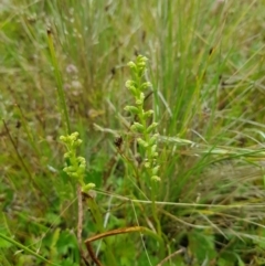 Microtis sp. (Onion Orchid) at Tinderry, NSW - 22 Jan 2023 by danswell