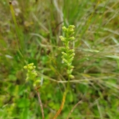 Microtis sp. at Tinderry, NSW - 22 Jan 2023