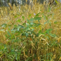 Eucalyptus viminalis (Ribbon Gum) at Burnt School Nature Reserve - 22 Jan 2023 by danswell