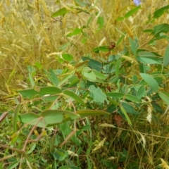 Eucalyptus viminalis at Tinderry, NSW - 22 Jan 2023