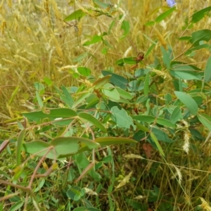 Eucalyptus viminalis at Burnt School Nature Reserve - 22 Jan 2023 11:39 AM