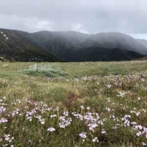 Euphrasia collina at Geehi, NSW - 21 Jan 2023 03:17 PM