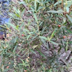 Leucopogon affinis (Lance Beard-heath) at Rossi, NSW - 21 Jan 2023 by LoisElsiePadgham