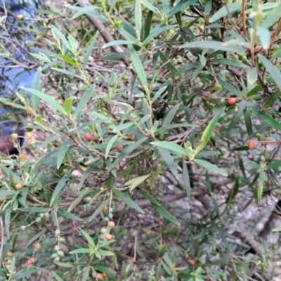 Leucopogon affinis (Lance Beard-heath) at Rossi, NSW - 21 Jan 2023 by LPadg