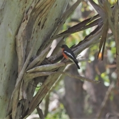 Petroica phoenicea (Flame Robin) at Cotter River, ACT - 21 Jan 2023 by RAllen