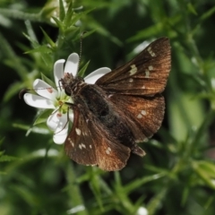 Pasma tasmanica (Two-spotted Grass-skipper) at Namadgi National Park - 21 Jan 2023 by RAllen