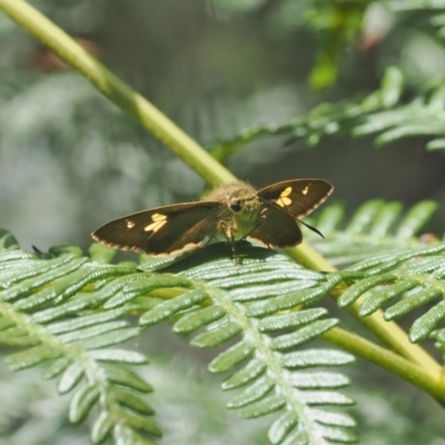 Timoconia flammeata (Bright Shield-skipper) at Namadgi National Park - 21 Jan 2023 by RAllen