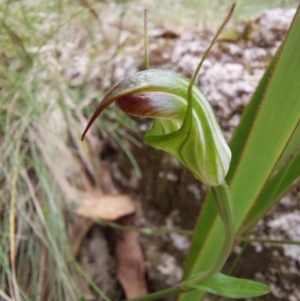 Diplodium atrans at Paddys River, ACT - suppressed