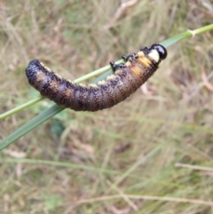 Pergidae sp. (family) (Unidentified Sawfly) at Paddys River, ACT - 22 Jan 2023 by Venture