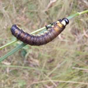 Pergidae sp. (family) at Paddys River, ACT - 22 Jan 2023