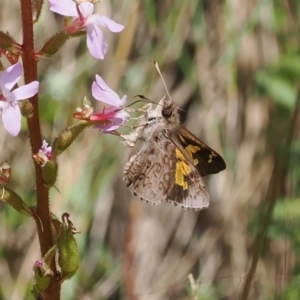 Trapezites phigalioides at Cotter River, ACT - 21 Jan 2023 12:09 PM