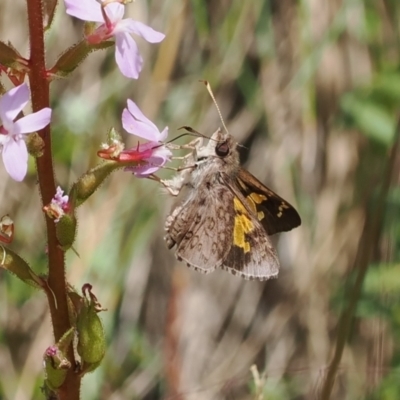 Trapezites phigalioides (Montane Ochre) at Cotter River, ACT - 21 Jan 2023 by RAllen