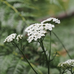 Achillea millefolium at Cotter River, ACT - 21 Jan 2023 12:20 PM