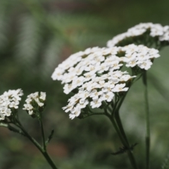 Achillea millefolium at Cotter River, ACT - 21 Jan 2023 12:20 PM