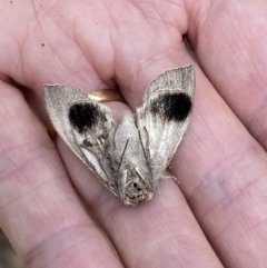 Lepidoptera unclassified ADULT moth (Unidentified - Moth) at Cotter River, ACT - 21 Jan 2023 by RAllen