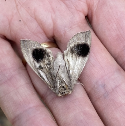 Lepidoptera unclassified ADULT moth (Unidentified - Moth) at Cotter River, ACT - 21 Jan 2023 by RAllen