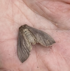 Lepidoptera unclassified ADULT moth at Cotter River, ACT - 21 Jan 2023 04:35 PM