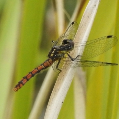 Nannophya dalei (Eastern Pygmyfly) at Paddys River, ACT - 22 Jan 2023 by JohnBundock