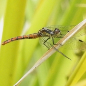 Nannophya dalei at Paddys River, ACT - suppressed