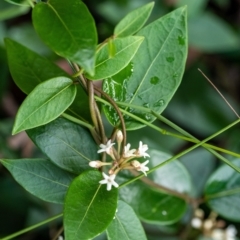 Marsdenia suaveolens (Scented Marsdenia) at Mittagong, NSW - 21 Jan 2023 by Aussiegall