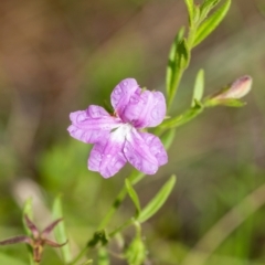 Coopernookia barbata (Purple Coopernookia) at Mittagong, NSW - 21 Jan 2023 by Aussiegall