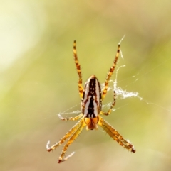 Plebs bradleyi (Enamelled spider) at Mittagong, NSW - 21 Jan 2023 by Aussiegall