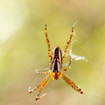 Plebs bradleyi (Enamelled spider) at Mittagong, NSW - 20 Jan 2023 by Aussiegall