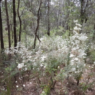 Actinotus helianthi (Flannel Flower) at Mittagong, NSW - 21 Jan 2023 by Aussiegall