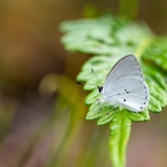 Candalides xanthospilos (Yellow-spotted Blue) at Mittagong, NSW - 21 Jan 2023 by Aussiegall