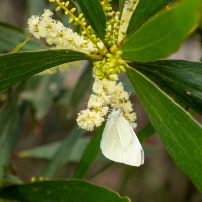 Pieris rapae (Cabbage White) at Penrose, NSW - 21 Jan 2023 by Aussiegall