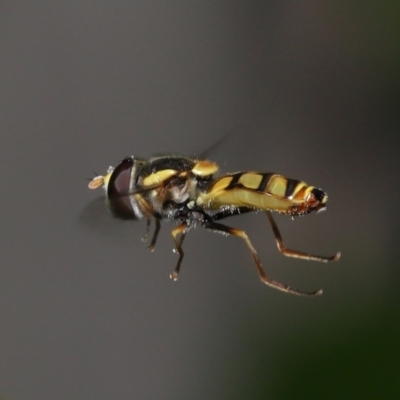 Simosyrphus grandicornis (Common hover fly) at Wellington Point, QLD - 22 Jan 2023 by TimL