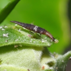 Unverified Lacewing (Neuroptera) by TimL