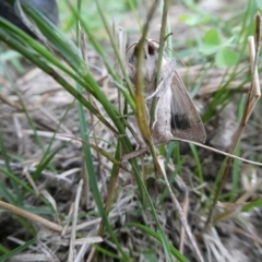 Helicoverpa armigera (Cotton bollworm, Corn earworm) at Mongarlowe River - 3 Feb 2021 by arjay