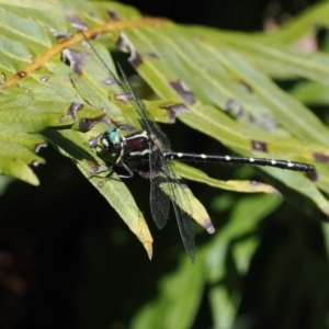 Eusynthemis guttata at Cotter River, ACT - 21 Jan 2023