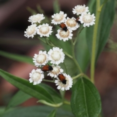 Ozothamnus stirlingii (Ovens Everlasting) at Cotter River, ACT - 21 Jan 2023 by RAllen