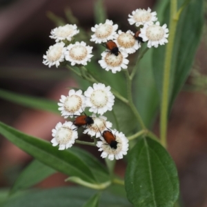 Ozothamnus stirlingii at Cotter River, ACT - 21 Jan 2023