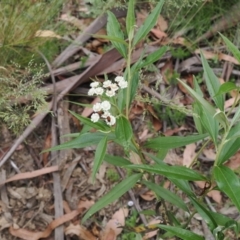 Ozothamnus stirlingii at Cotter River, ACT - 21 Jan 2023