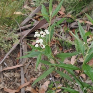 Ozothamnus stirlingii at Cotter River, ACT - 21 Jan 2023