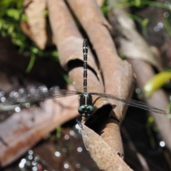 Eusynthemis guttata (Southern Tigertail) at Namadgi National Park - 21 Jan 2023 by RAllen