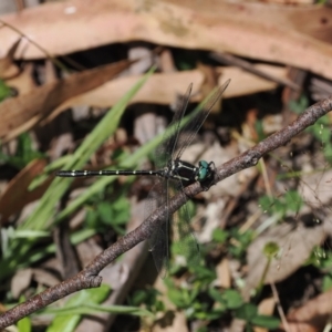 Eusynthemis guttata at Cotter River, ACT - 21 Jan 2023