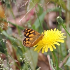 Heteronympha solandri (Solander's Brown) at Namadgi National Park - 21 Jan 2023 by RAllen