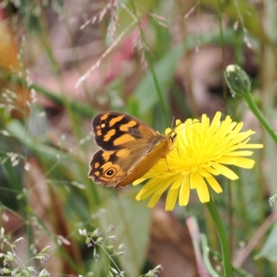 Heteronympha solandri (Solander's Brown) at Namadgi National Park - 21 Jan 2023 by RAllen