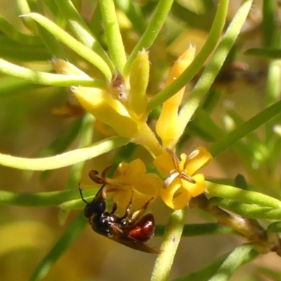 Exoneura sp. (genus) (A reed bee) at Wingello, NSW - 9 Jan 2023 by Curiosity