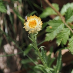 Coronidium monticola (Mountain Button Everlasting) at Cotter River, ACT - 21 Jan 2023 by RAllen