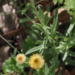 Coronidium monticola at Cotter River, ACT - 21 Jan 2023