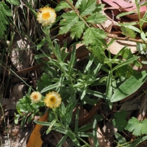 Coronidium monticola at Cotter River, ACT - 21 Jan 2023