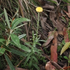 Coronidium monticola at Cotter River, ACT - 21 Jan 2023