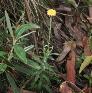 Coronidium monticola at Cotter River, ACT - 21 Jan 2023