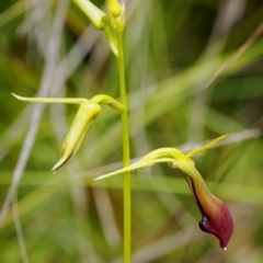 Cryptostylis subulata (Cow Orchid) at Bundanoon, NSW - 3 Jan 2023 by Boobook38