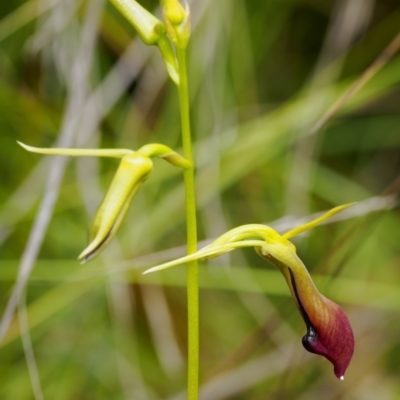 Cryptostylis subulata (Cow Orchid) at Bundanoon, NSW - 3 Jan 2023 by Boobook38